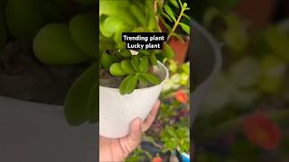 Crassula ovata 🌵shorts plants trending youtubeshorts jade viralvideo viral [upl. by Lordan264]