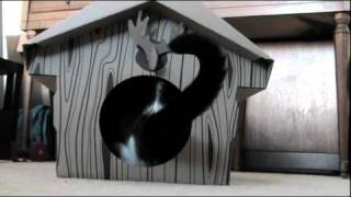 Cardboard Cat Cabin [upl. by Toby]