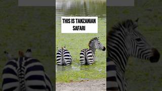 Best SAFARI in Tanzania Tarangire amp Ngorongoro bigfive safari tanzania travel africa animals [upl. by Ahsyen]