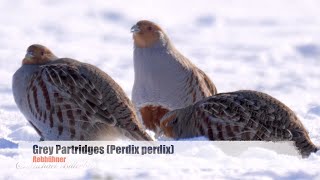 Grey Partridges Perdix perdix in the Snow  Rebhühner im Schnee 2 [upl. by Shaikh]