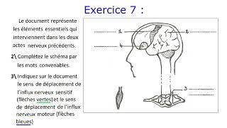 Le système nerveux  Exercices corrigés  3AC [upl. by Free]