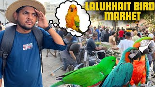 LALUKHET BIRDS MARKET GYE PARROT LENE [upl. by Yeslehc692]