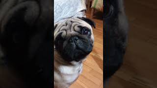 carlino puglife puppy pug funny puglove babypug [upl. by Crowns]