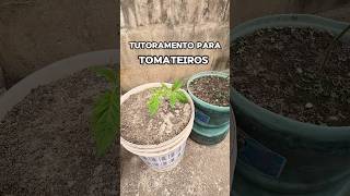 Idéia de Tutoramento para Tomateiro tomate fruticultura agricultura [upl. by Lynda]