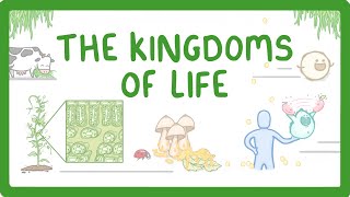 Kingdoms of Life  Animals Plants Fungi Protoctists Bacteria and Viruses 1 [upl. by Nnil]