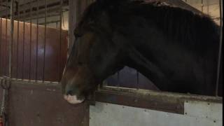 Lucky the Budweiser Clydesdale visits Cleveland [upl. by Griselda]