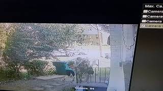 Woman attacks neighbor with peg leg after unwanted side gate entry [upl. by Alyworth]