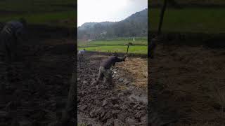 Hoeing the ground to plant paddy prt5 farming agriculture [upl. by Kipper]