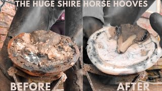 Shire Horse  Satisfying Hoof Hooves [upl. by Reeve343]