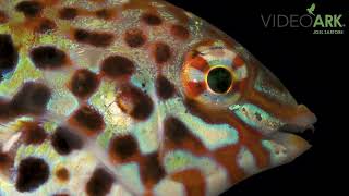 A leopard wrasse Macropharyngodon meleagris at Nebraska Aquatic Supply in Omaha Nebraska [upl. by Alliuqaj]