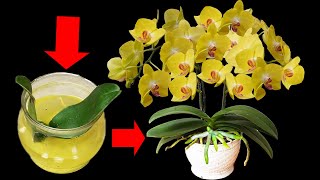 A Glass Of Magical Water Causes Orchid Roots To Grow And Orchids To Bloom Like Crazy [upl. by Dworman]