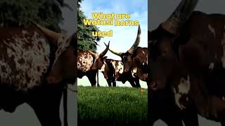 Why are Watusi Horns so Big What are Watusi horns used for shortsvideo [upl. by Ddet]