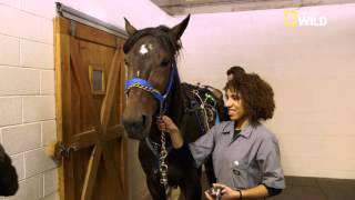 Muscle amp Spice un cheval de course malade [upl. by Kenay]