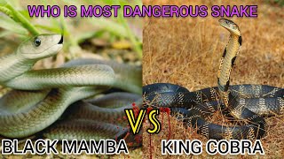 KING COBRA vs BLACK MAMBA  Who is the Most Dangerous Snake [upl. by Reggi535]