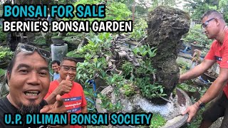 PART2BONSAI FOR SALEBERNIES BONSAI GARDENUP DILIMAN BONSAI SOCIETY [upl. by Aramoix]