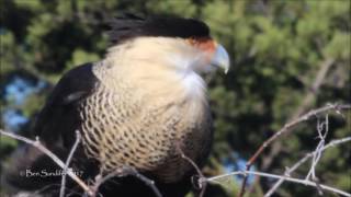 Crested Caracara up close Dallas Texas [upl. by Nefets]