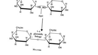 Carbohydrate structure and function [upl. by Nalat]