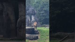 “Do the ROAR” North Carolina Zoo Asheboro zooanimals themepark [upl. by Hercule]