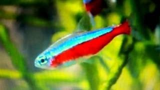 Cardinal Tetra in a Planted Aquarium  Paracheirodon axelrodi [upl. by Neerhtak]