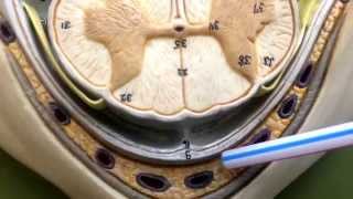 Anatomy of the Spinal Cord [upl. by Corty]