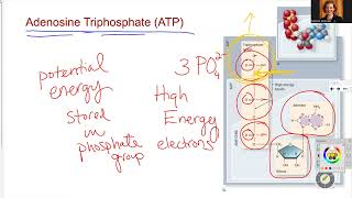 181 Ch6 ATP Hydrolysis [upl. by Nylemaj]