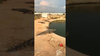 play with wild crocodiles crocodile animals wildlife [upl. by Eedna206]