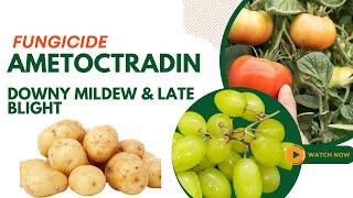 Understanding Ametoctradin A Powerful Fungicide forpotatoes grape tomatoes fungicide [upl. by Namdor501]