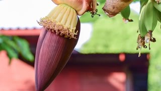 powerful health benefits of the banana flower that nobody talks about [upl. by Dnaltroc]