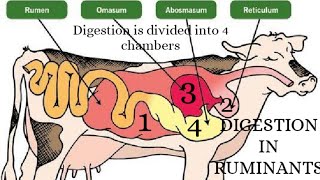 Digestion in ruminants [upl. by Roth]