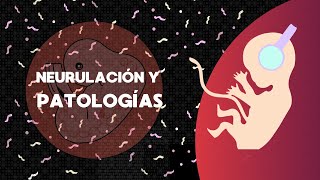 Neurulación y patologías [upl. by Ani]