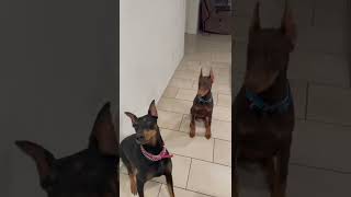 2 Dobermans dogs playing￼ [upl. by Anse120]