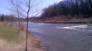 Mokai in rapids in Cuyahoga River [upl. by Belford]