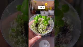 propagation 🌿peperomia propagation leaf shortsfeed youtube shorts gardening ytshorts viral [upl. by Fuchs]