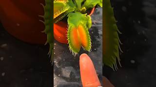 Tumbuhan Pemakan Serangga venusflytrap shortvideos trending [upl. by Ul]