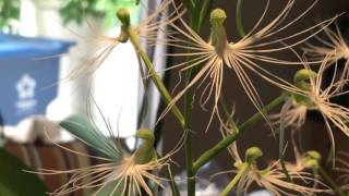 ORCHID SPOTLIGHT HABENARIA MEDUSA [upl. by Watt]