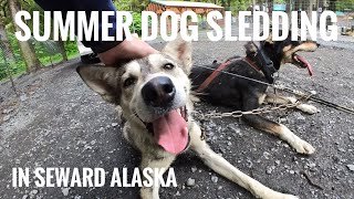 Amazing things to do in Alaska  Ididaride  Sled Dog  Seward Alaska [upl. by Gosnell]