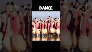 The Amazing Dance Of Flamingos  Such A Crazy Moment 😍 [upl. by Htennek]