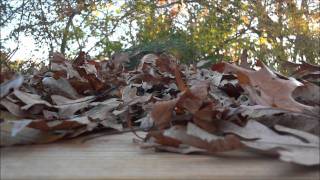 Autumn leaves drifting and falling from strong gusty wind [upl. by Winchester825]