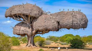 15 Most Amazing amp Largest Nests in The Animal World [upl. by Omissam906]