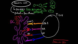 Immunology  Dendritic Cells and Antigen Presentation [upl. by Anoek]