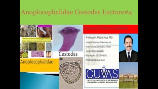 Anoplocephalidae Cestodes Lecture4 [upl. by Benioff]