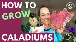 Caladiums How to grow them from bulbstubers  Plant with Roos [upl. by Studnia720]