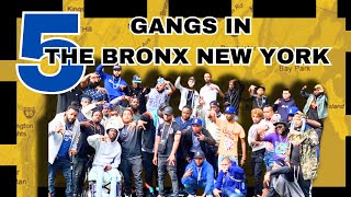 5 Gangs In The Bronx New York  NYC Gangs [upl. by Oinimreh]