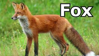 Fox Sounds Fox Pictures  The Sound A Fox Makes  Animal Sounds [upl. by Nellie]