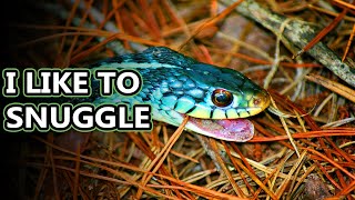 Garter Snake facts live in ALL the places  Animal Fact Files [upl. by Nassah501]