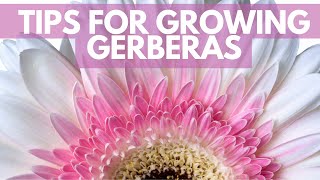 Grow Gerberas for profit [upl. by Imaon]