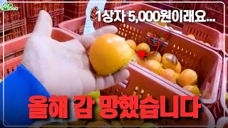 올해 감 망했습니다 ㅣ 감 가격 내려간 이유 ㅣ20kg 한 상자가 5000원 [upl. by Ehpotsirhc]