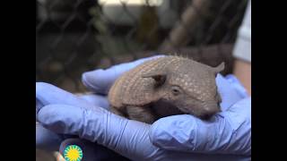 First Screaming Hairy Armadillo Pups Born at the Smithsonians National Zoo [upl. by Meriel]