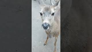 Momma Doe getting finicky will not eat flowers [upl. by Nicole]