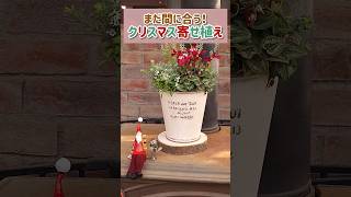 【4ポットで出来るクリスマス寄せ植え】ナチュラルなクリスマスカラーの寄せ植え作りました🎄💫 群馬県高崎市にある園芸店ABCガーデンズ shorts [upl. by Holzman]